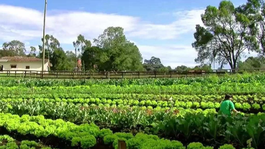 Agricola La Granja 1 agricola la granja