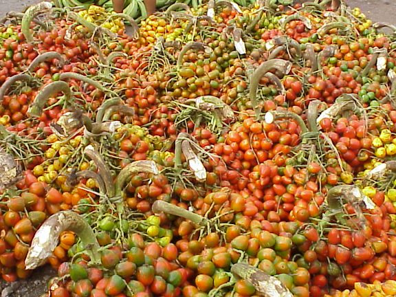 Agricola Mocoa 1 agricola mocoa