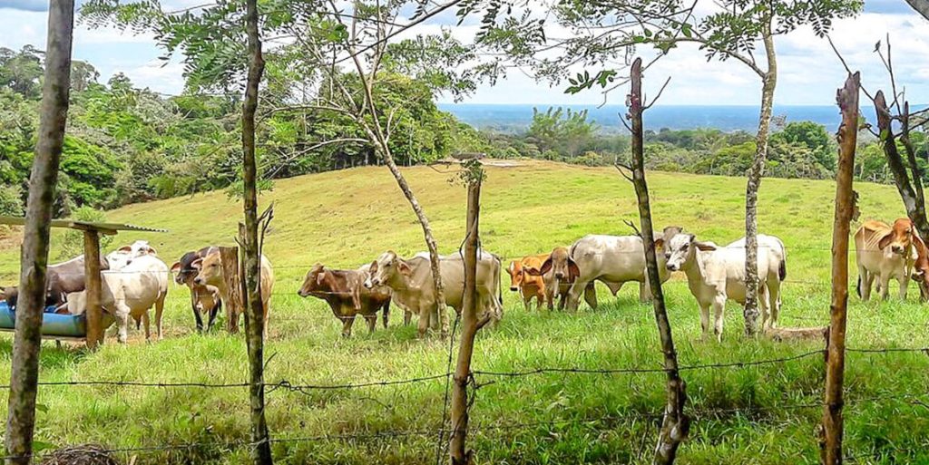 AGROPECUARIA LA FINCA 1 agropecuaria la finca