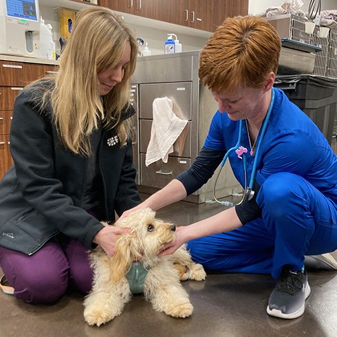 Aidkmit Animal Healthcare 1 aidkmit animal healthcare