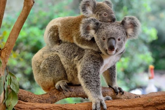 ANIMAL FAMILY 1 animal family