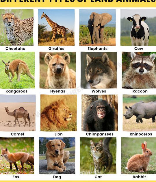 Animal Live 1 animal live