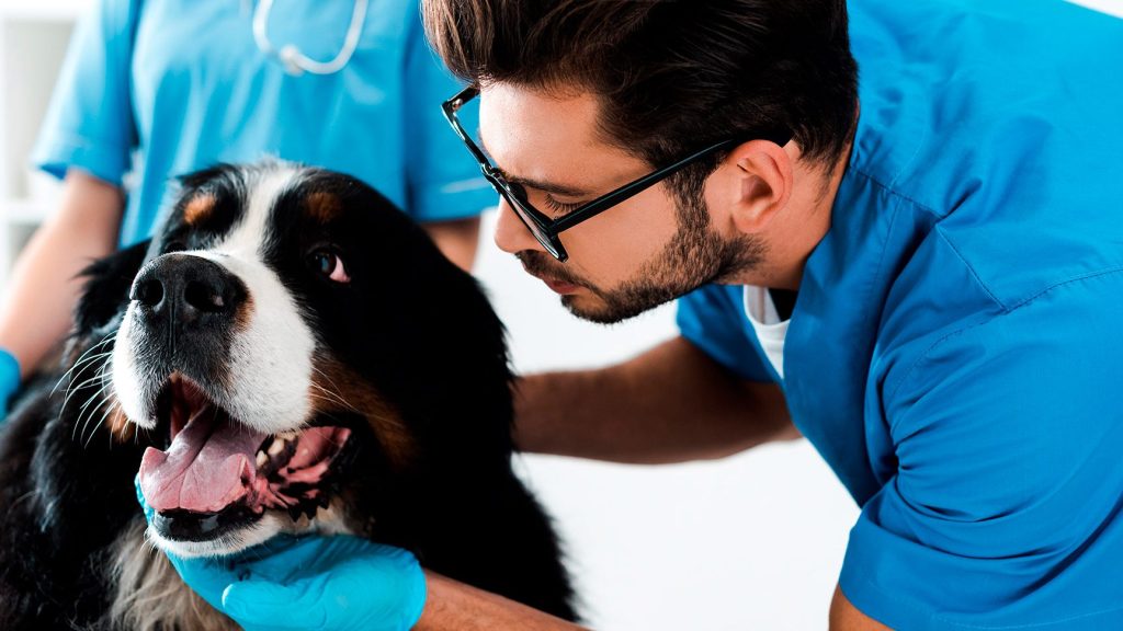 Animal Salud Veterinaria 1 animal salud veterinaria