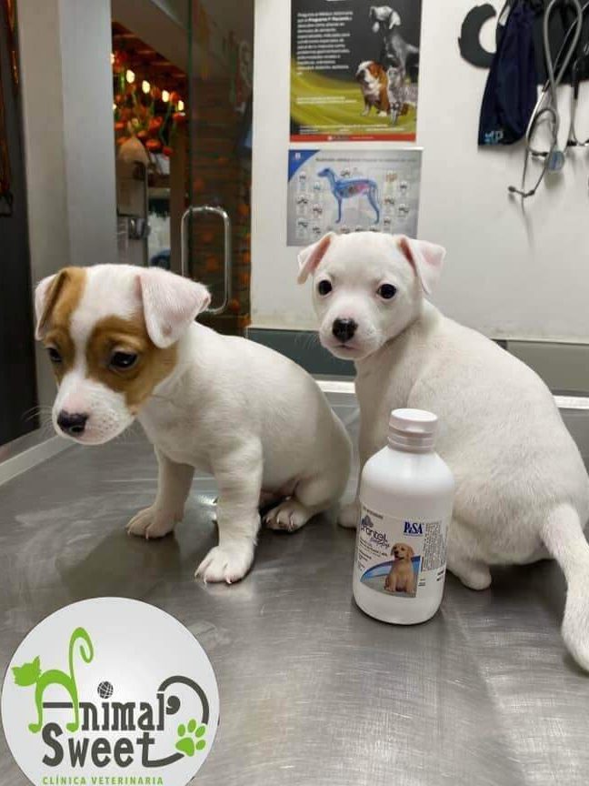 ANIMAL SWEET Clínica Veterinaria 1 animal sweet clinica veterinaria