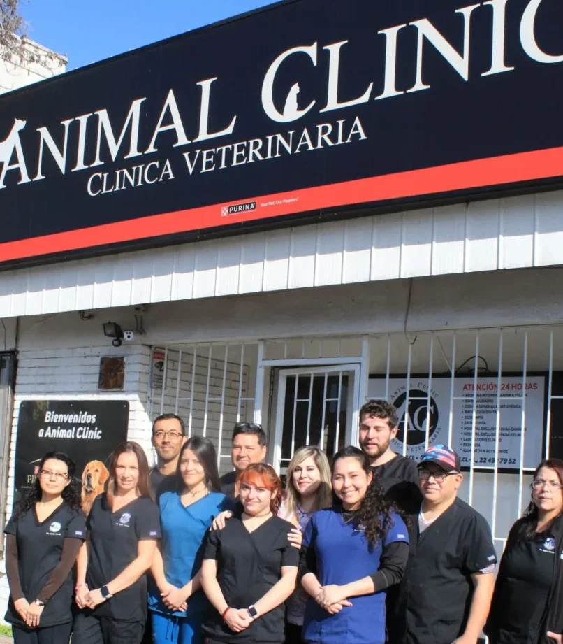 AnimalClinic 24 horas 1 animalclinic 24 horas