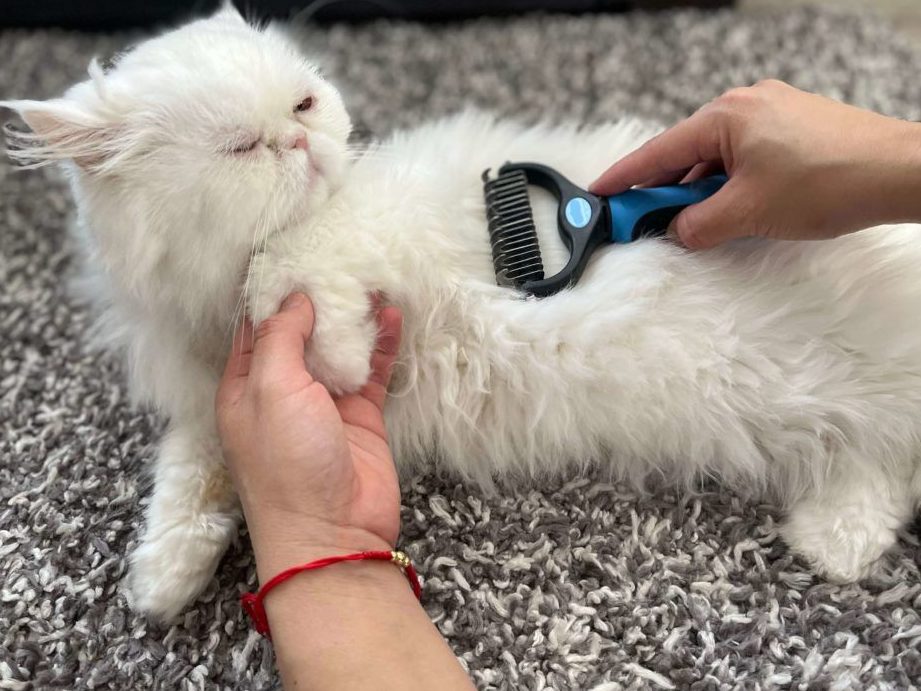 Aquário LJ - Spa Caninoy Felino 1 aquario lj spa caninoy felino