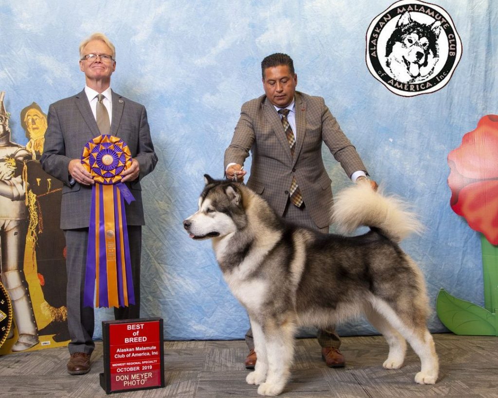 Aquilespetspa&veterinaria 1 aquilespetspaveterinaria