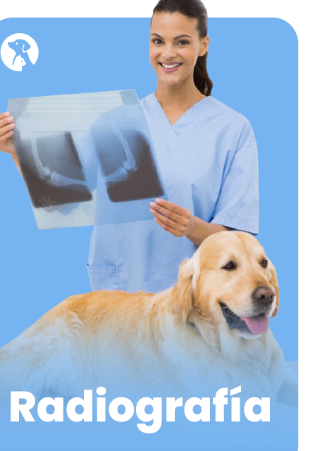 Athenea Hospital Veterinario Cali-Atencion mascotas 24 Horas Cali-Veterinario 24 horas Cali-veterinaria 24 horas 1 athenea hospital veterinario cali atencion mascotas 24 horas cali veterinario 24 horas cali veterinaria 24 horas