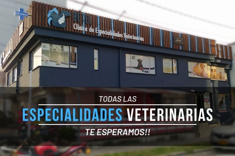 Betel Clínica de Especialidades Veterinarias SAS 1 betel clinica de especialidades veterinarias sas