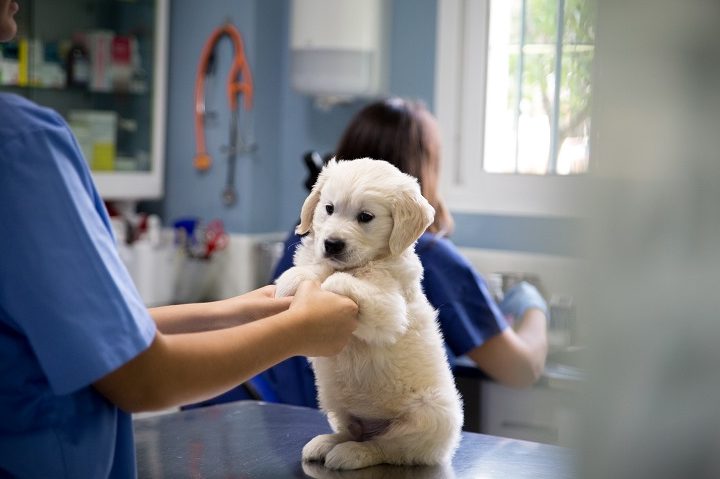CACHORROS CENTRO VETERINARIO 1 cachorros centro veterinario
