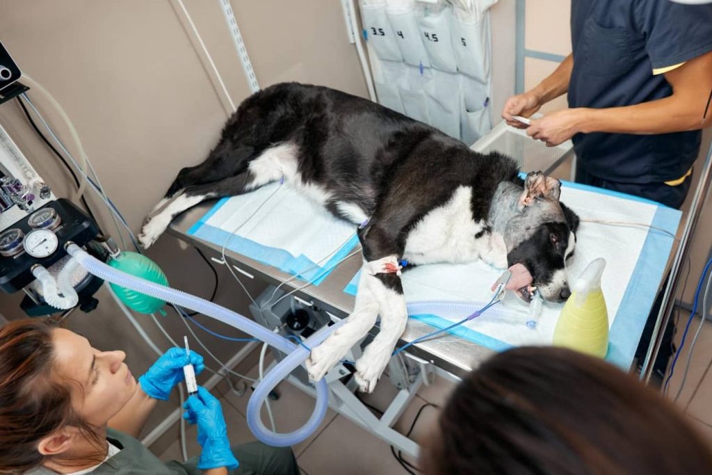 CENTRO DE MEDICINA ANIMAL - Urgencias Veterinarias 1 centro de medicina animal urgencias veterinarias