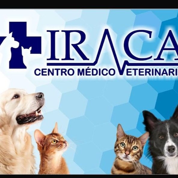 Centro Médico Veterinario IRACA 1 centro medico veterinario iraca
