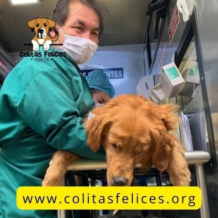 Centro veterinario colitas felices de lupe 1 centro veterinario colitas felices de lupe