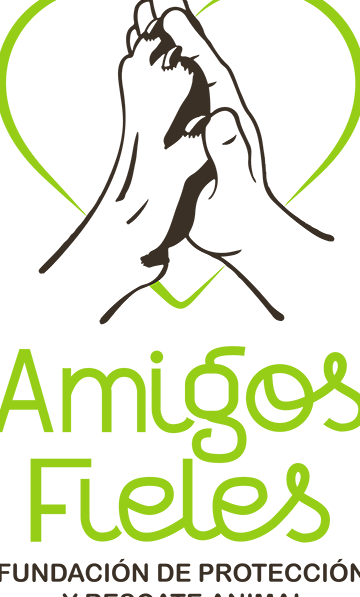 Centro Veterinario Fieles Amigos 1 centro veterinario fieles amigos