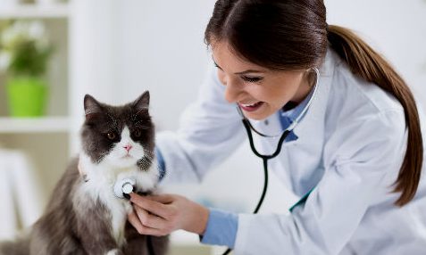 Centro Veterinario Mascotas 1 centro veterinario mascotas