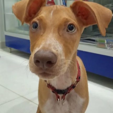 CENTRO VETERINARIO SERVIMASCOTAS DEL SINÚ 1 centro veterinario servimascotas del sinu