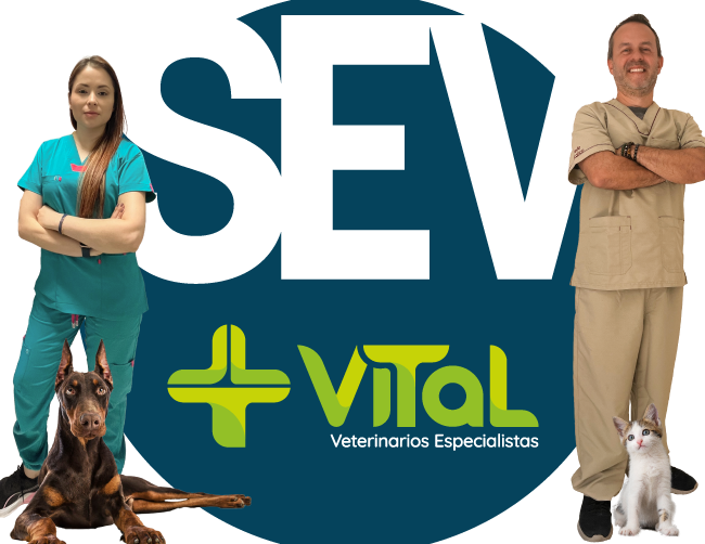 Centro veterinario vital 1 centro veterinario vital