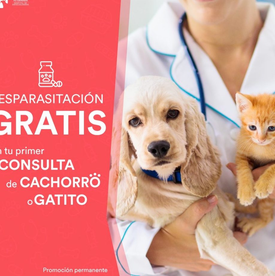 Clínica Veterinaria 24 horas Mascoland 1 clinica veterinaria 24 horas mascoland