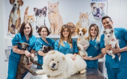 CLINICA VETERINARIA ANIMAL-ES 1 clinica veterinaria animal es