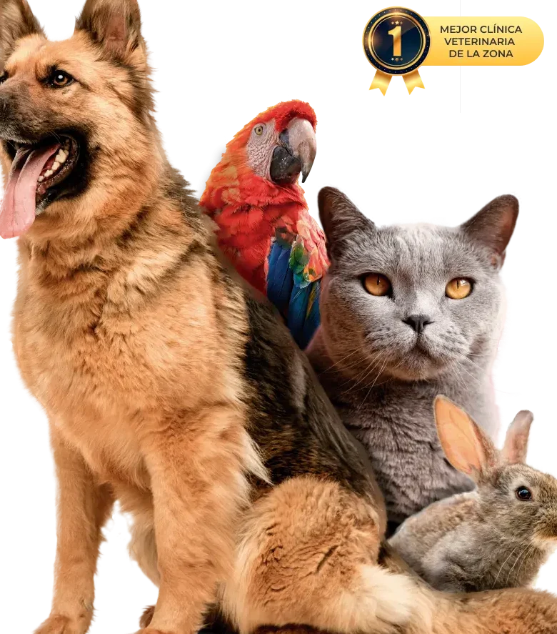 Clinica Veterinaria Best Animals 1 clinica veterinaria best animals