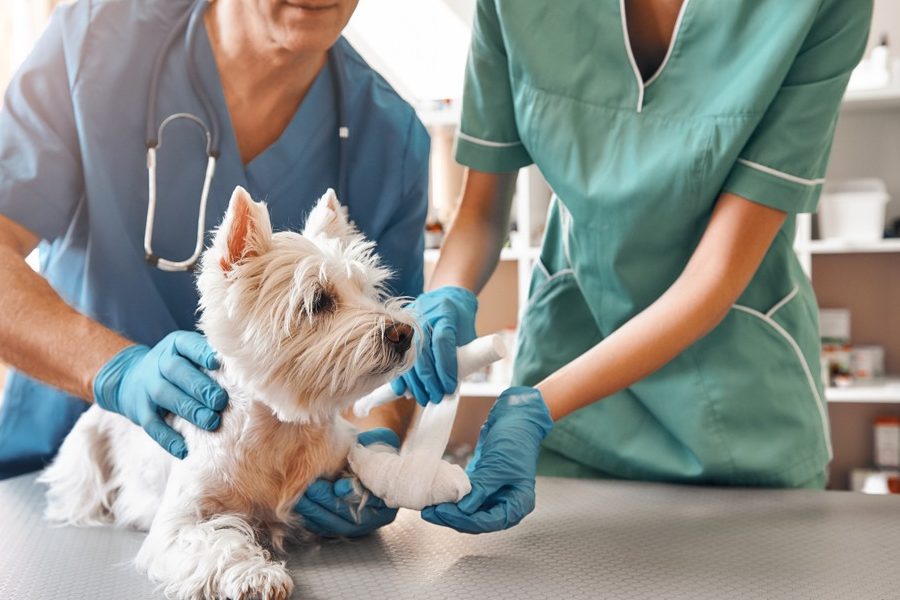 CLINICA VETERINARIA CLINIMÉDICA 1 clinica veterinaria clinimedica