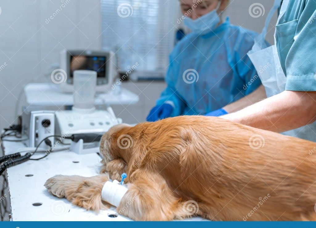 Clínica veterinaria cocker 1 clinica veterinaria cocker