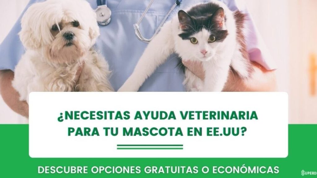Clínica veterinaria Doctora pet 1 clinica veterinaria doctora pet