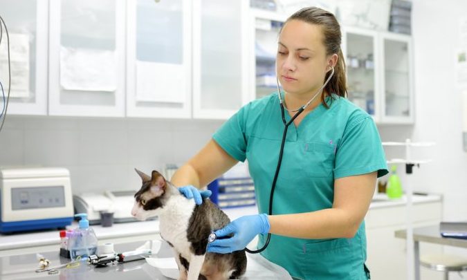 Clínica Veterinaria - Especialización Mascotas 1 clinica veterinaria especializacion mascotas