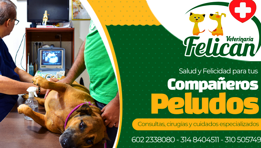 CLINICA VETERINARIA FELICAN - Veterinarios - Peluquerías Caninas - Concentrados - Consultas Veterinarias - Partos - Vetechip 1 clinica veterinaria felican veterinarios peluquerias caninas concentrados consultas veterinarias partos vetechip