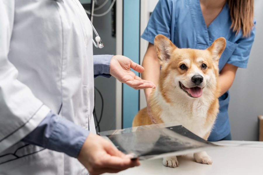 Clínica veterinaria Mascotas 1 clinica veterinaria mascotas