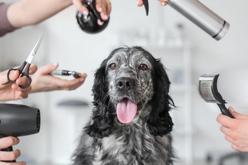 Clinica Veterinaria Mi Barberia De Cachorros 1 clinica veterinaria mi barberia de cachorros