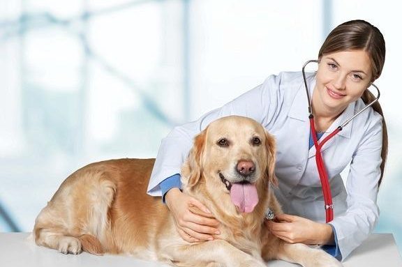 Clínica veterinaria Mr Pet 1 clinica veterinaria mr pet