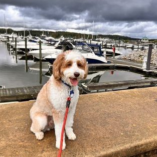 Clínica Veterinaria Mr. Woof 1 clinica veterinaria mr woof