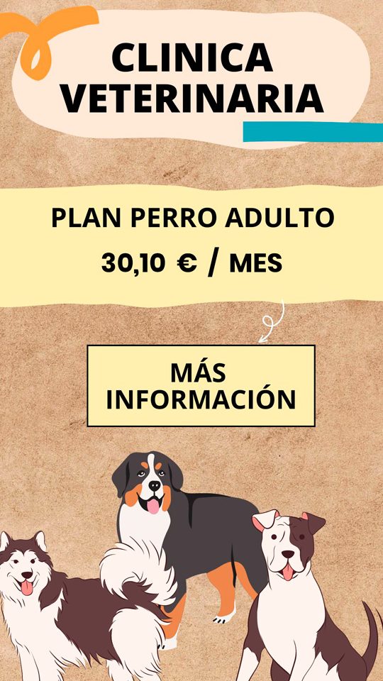 Clínica Veterinaria Pulgas 1 clinica veterinaria pulgas