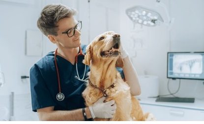 Clínica Veterinaria Señor Veterinario 1 clinica veterinaria senor veterinario