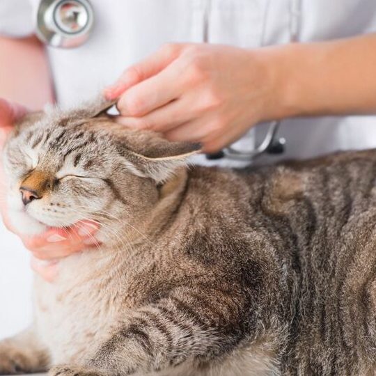 CLINICA VETERINARIA VET 2.0 1 clinica veterinaria vet 2 0