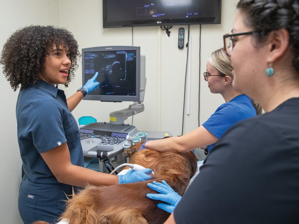 Clínica Veterinaria Vet Coy 1 clinica veterinaria vet coy