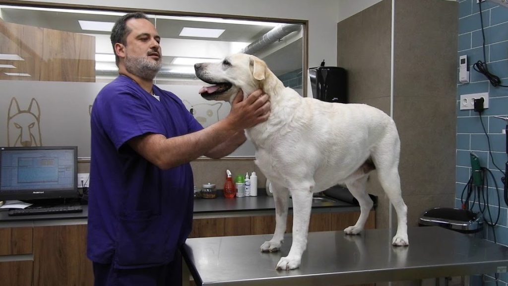 Clínica veterinaria video de perros 1 clinica veterinaria video de perros