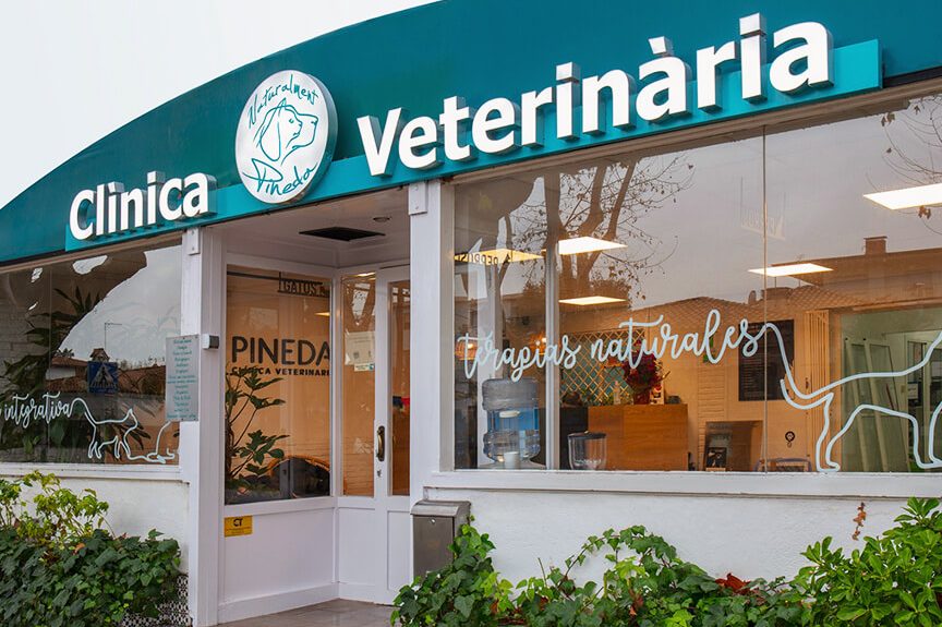 consultorias clinicas veterinarias 1 consultorias clinicas veterinarias