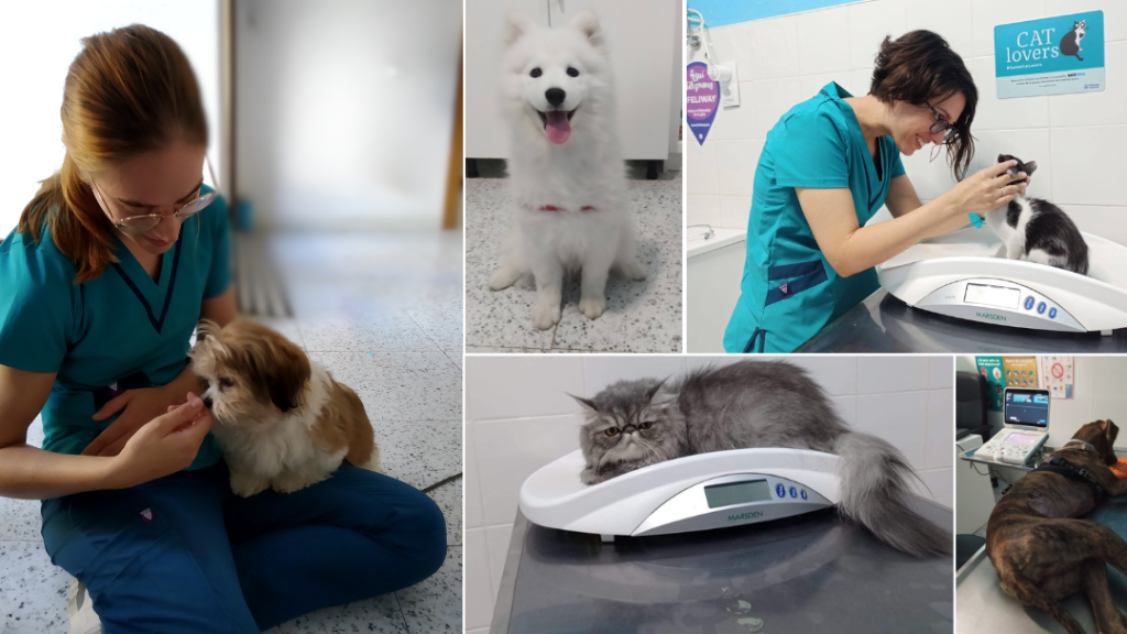 CONSULTORIO VETERINARIO VETSAAG 1 consultorio veterinario vetsaag