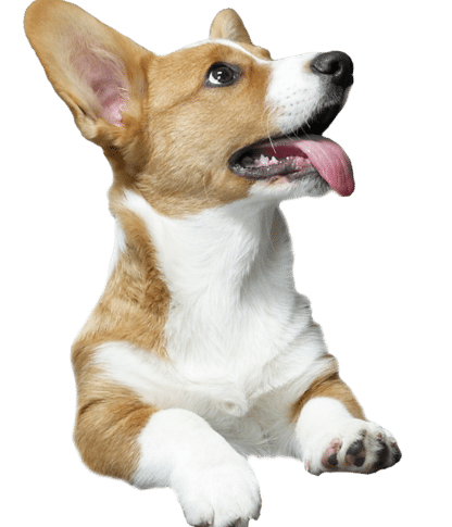 Dido Veterinaria Cartago 1 dido veterinaria cartago