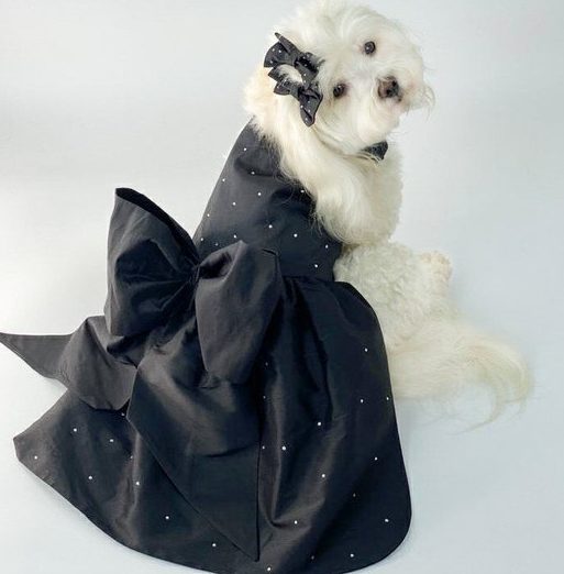 Elegant pets 1 elegant pets