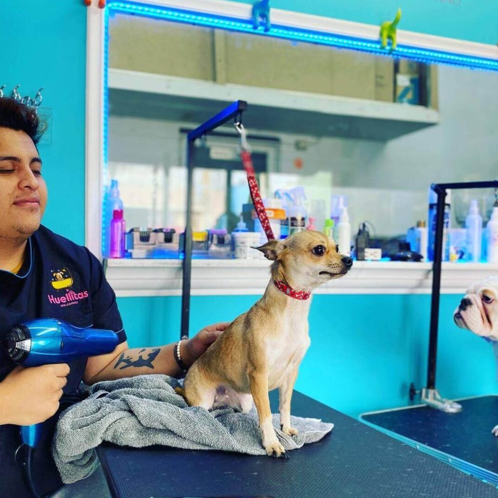 Estetica canina huellias 1 estetica canina huellias