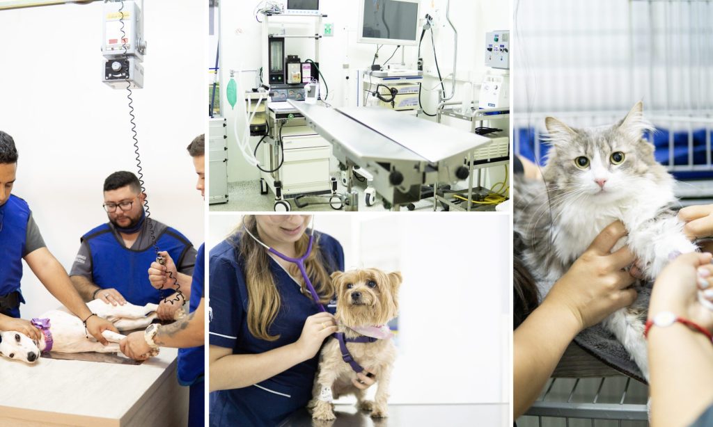 EVI - Clínica Veterinaria 24h Sede Poblado 1 evi clinica veterinaria 24h sede poblado