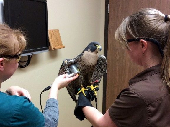 felcan-vet 1 felcan vet