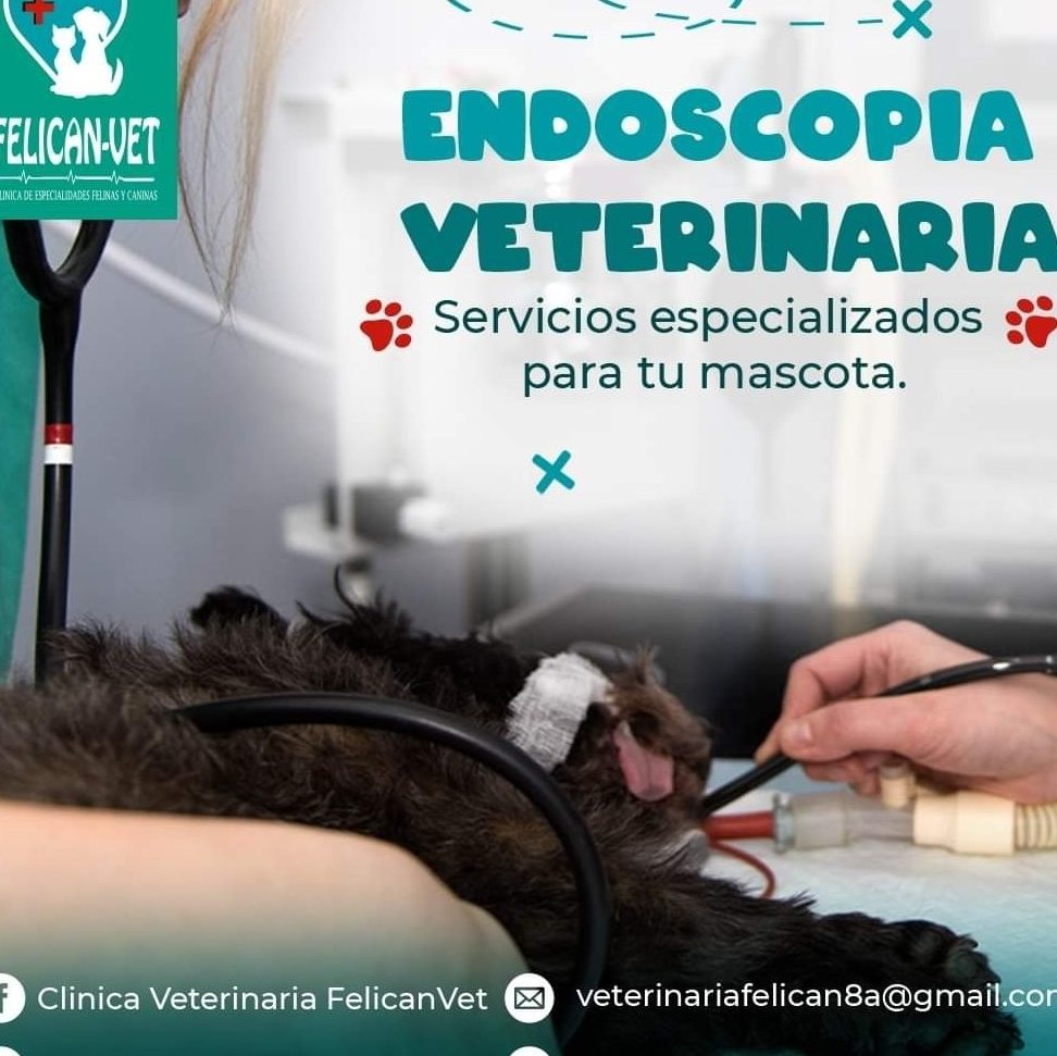 felicanvet 1 felicanvet