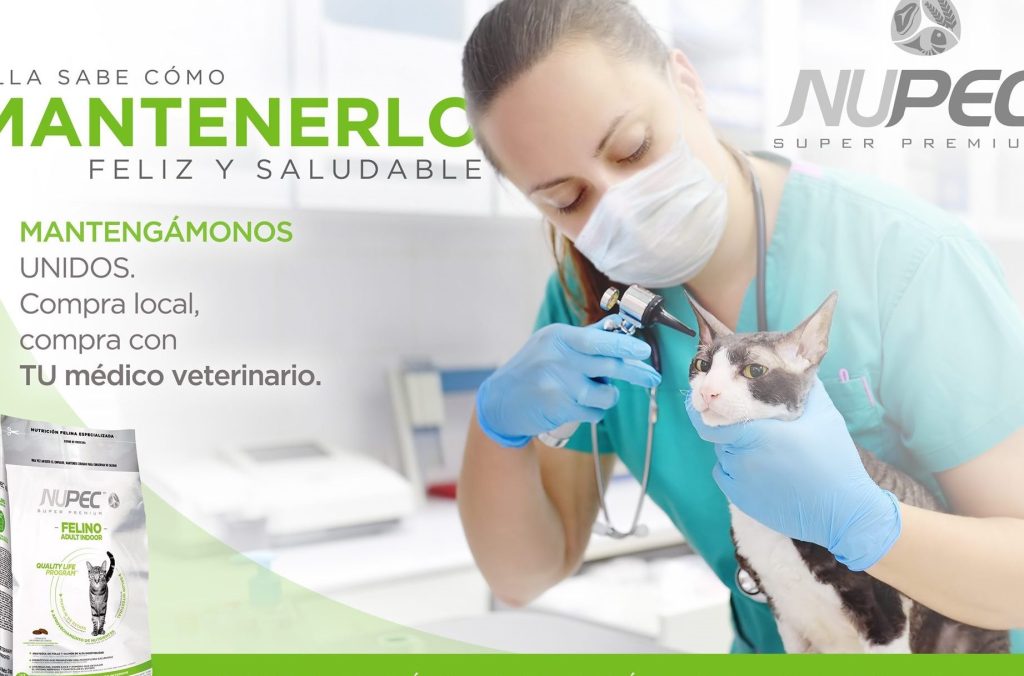 fuxion vet clinica veterinaria 1 fuxion vet clinica veterinaria