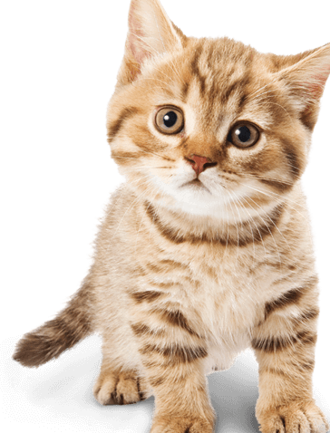 G&A - We Love Pets - Enfermería Veterinaria a Domicilio en Palmira 1 ga we love pets enfermeria veterinaria a domicilio en palmira