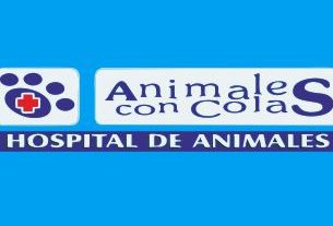 HOSPITAL DE ANIMALES ANIMALES CON COLAS ARMENIA 1 hospital de animales animales con colas armenia