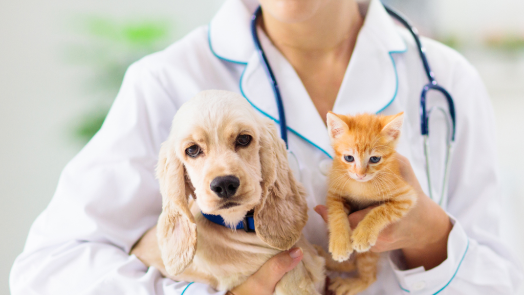 Importaciones Veterinarias 1 importaciones veterinarias